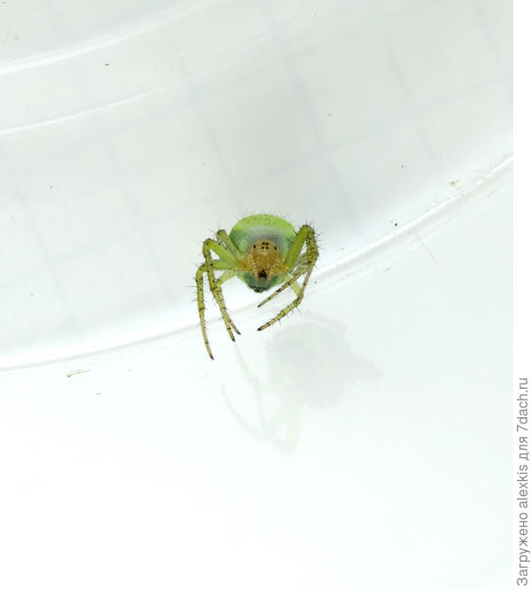 Araniella cucurbitina вид спереди.