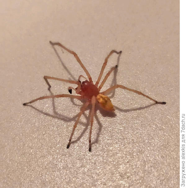 Cheiracanthium punctorium