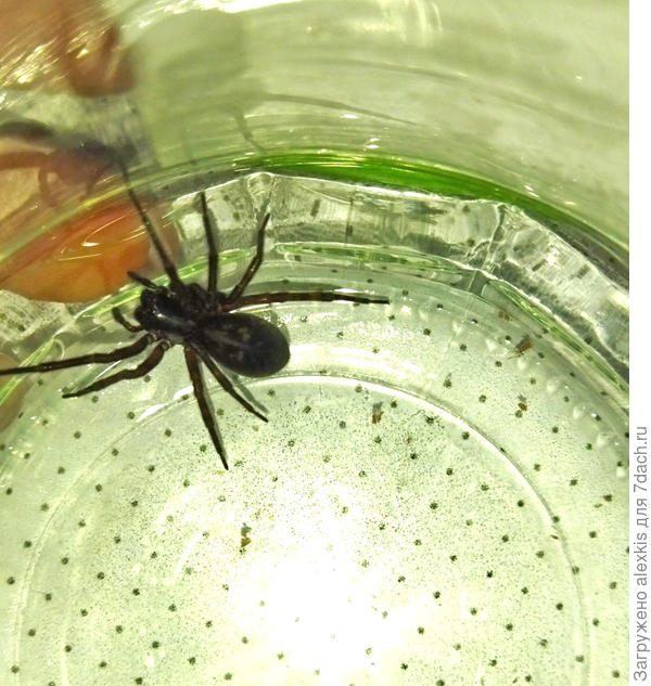 самка Amaurobius ferox (Walckenaer, 1830).