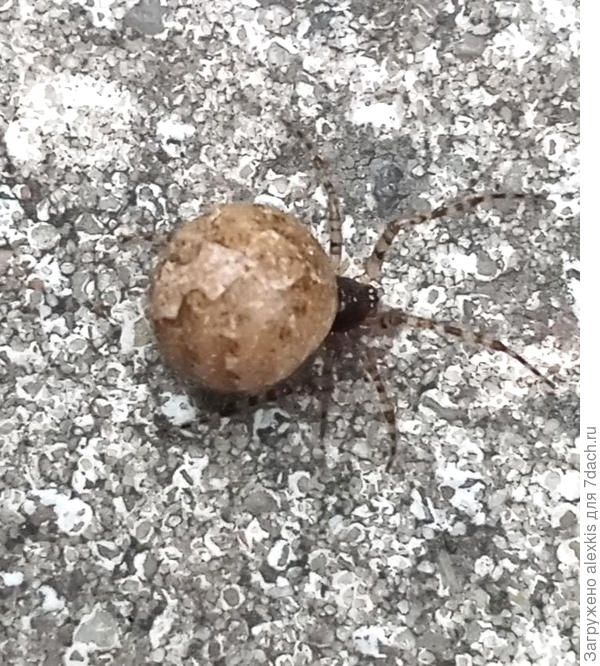 Самка вида Theridion melanurum (Hahn 1831). Теридион черноватый.