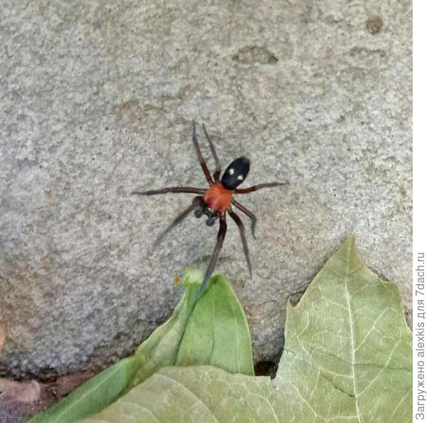 Самец вида Титанека Шинера