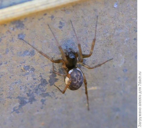 Самка вида Neriene clathrata