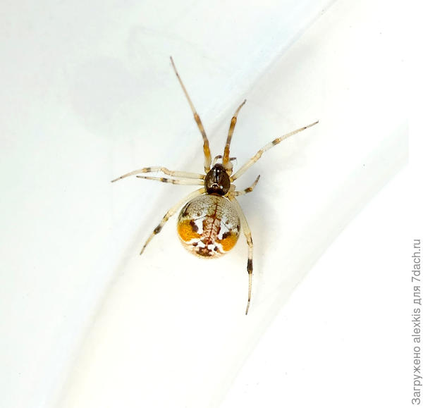 Parasteatoda lunata вид с веху.