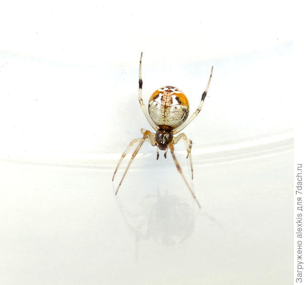 Parasteatoda lunata, вид спереди.