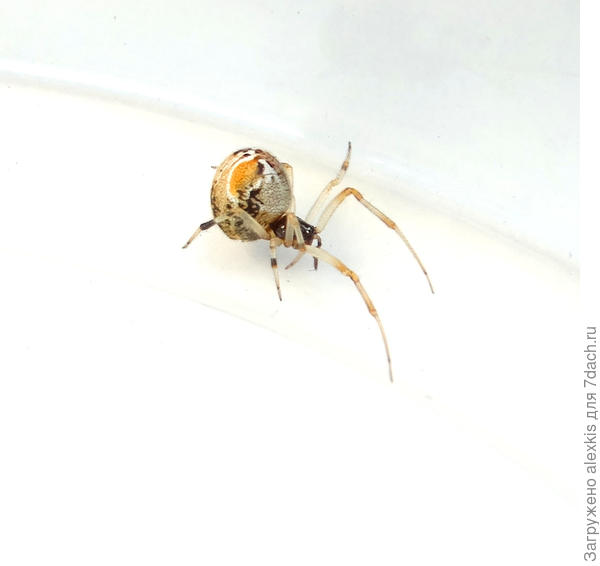 Половозрелая самка вида Parasteatoda lunata.