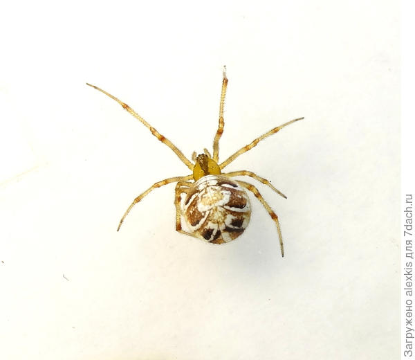 Самка вида Phylloneta impressa.