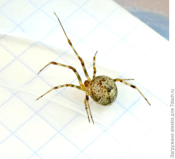 Parasteatoda tepidariorum, самка.