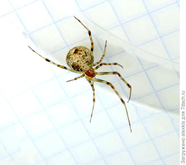 Самка вида Parasteatoda tepidariorum.