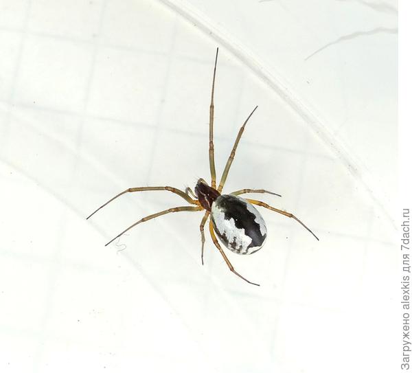 Frontinellina frutetorum. Самка.