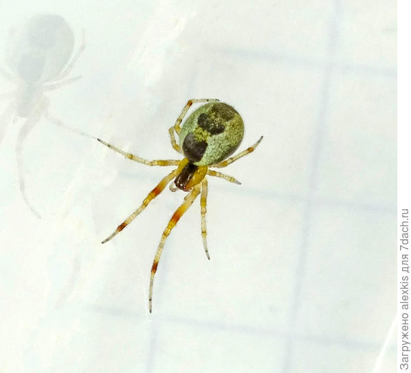 Kochiura aulica. Самка.