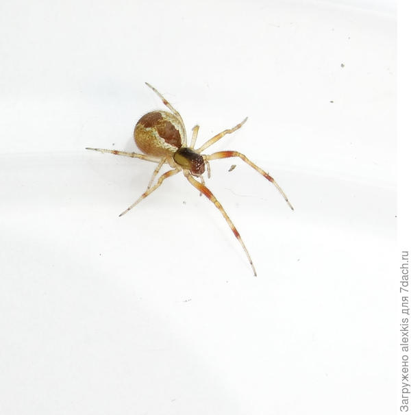 Anelosimus vittatus.