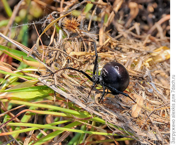 Самка Latrodectus tredecimguttatus.