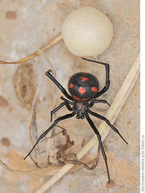 Самка вида Latrodectus tredecimguttatus с коконом.