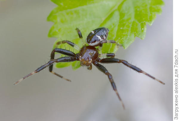 Самец вида Synema globosum.