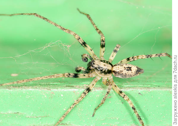 Самец вида Anyphaena accentuata.