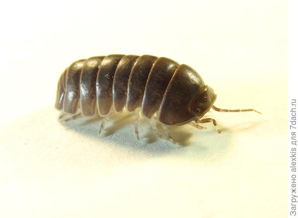 Мокрица обыкновенная - Armadillidium vulgare.