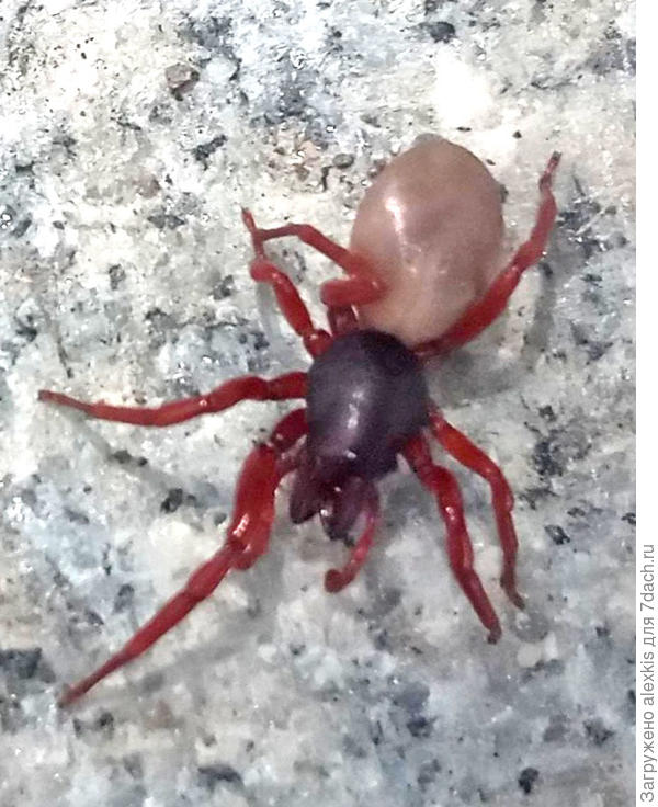 Самка Dysdera lata