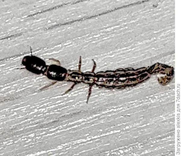 обработанный снимок