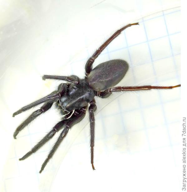 половозрелая самка