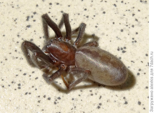 Взрослая самка.