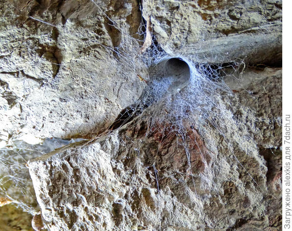 Жилая паутинная трубка.