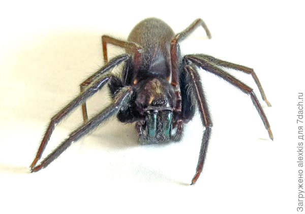 Самка хелицеры.