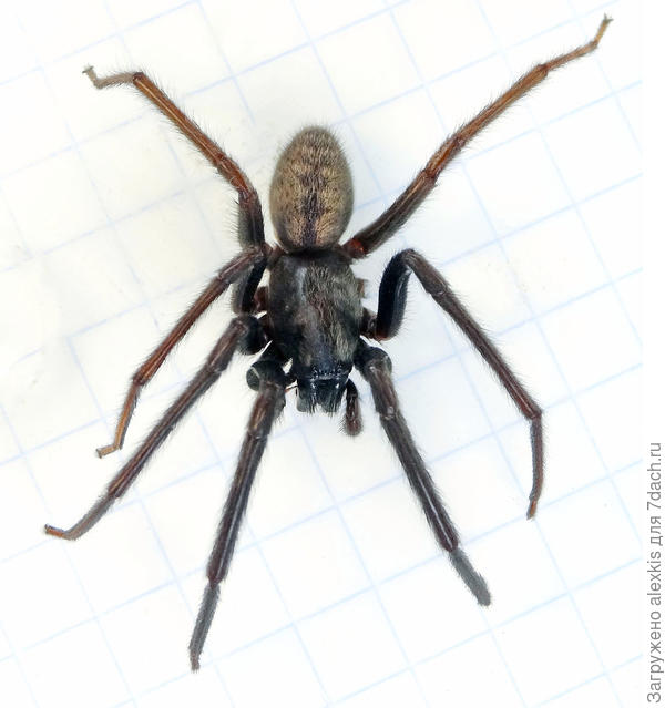 Взрослый самец.