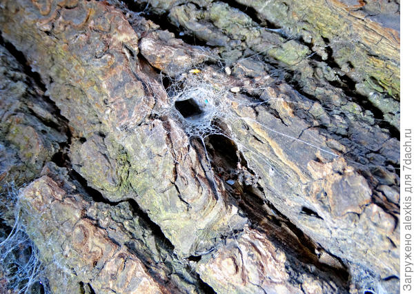 Паутинная трубка на коре старого дерева.