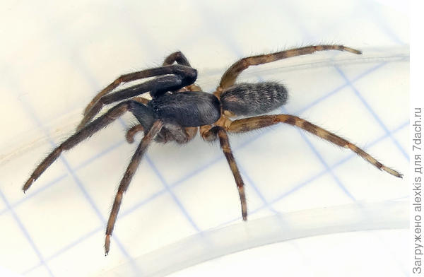 Молодая особь.