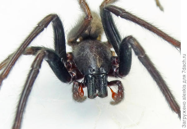 Половозрелый самец.