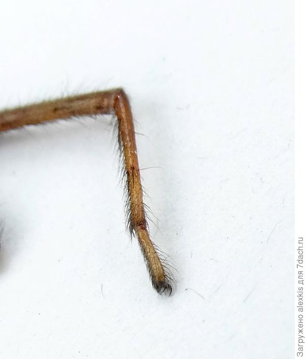 Нога Сегестрии флорентийской, хорошо видны два коготка на конце лапки