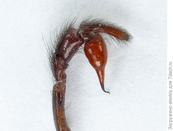 Бульбус самца вида Сегестрия флорентийская