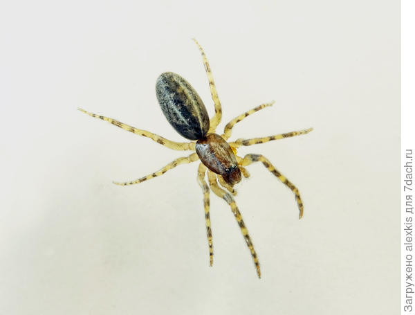 Молодая самка