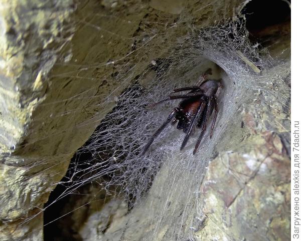 Молодая самка Сегестрии флорентина в паутинной трубке. Первая, вторая и третья пара ног направленны вперёд