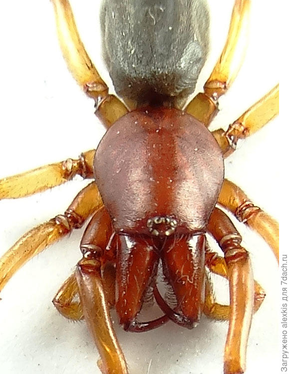 Глаза Диздеры