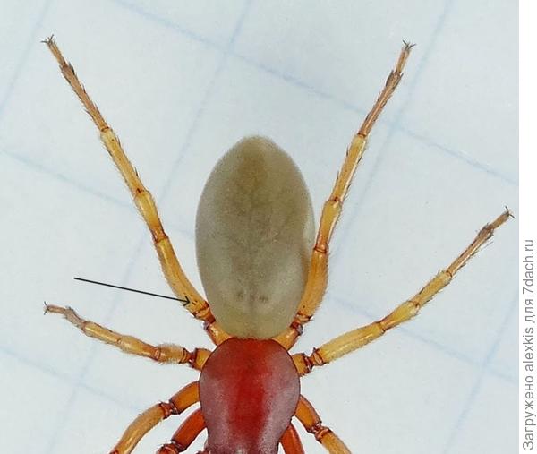 Четвёртая пара ног