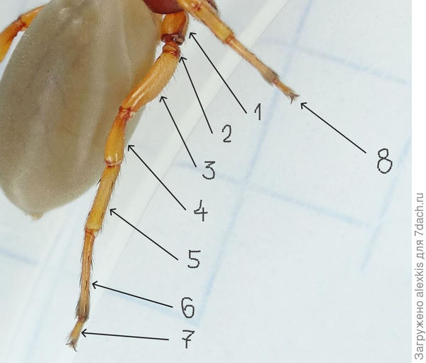 Части ноги Дисдеры шафрановой