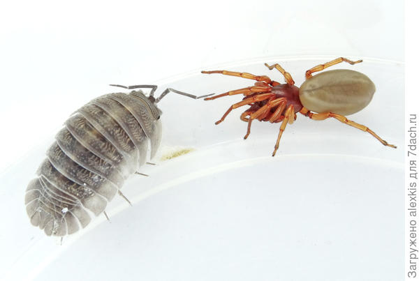 Дисдера и мокрица.