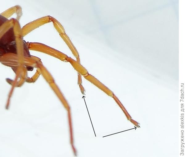 Пучки волосков