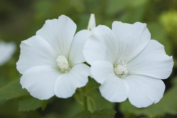 Белые цветки лаватеры