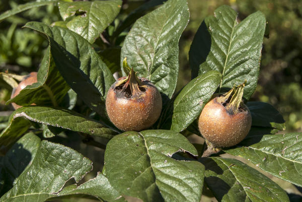 Мушмула кавказская (22 фото): описание деревьев и плодов мушмулы германской. Посадка. Уход за мушмулой крымской при выращивании в саду из косточки