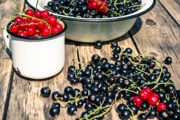 Эти мелкие ягодки содержат больше витамина С, чем цитрусовые
