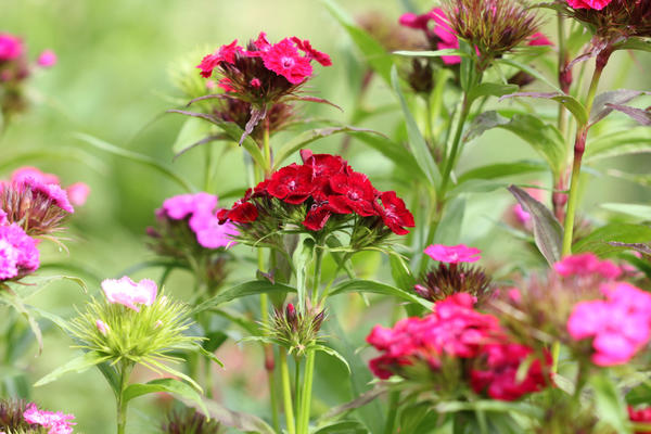 Гвоздика бородатая, или турецкая (Dianthus barbatus)