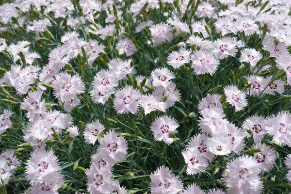 Гвоздика перистая (Dianthus plumarius)