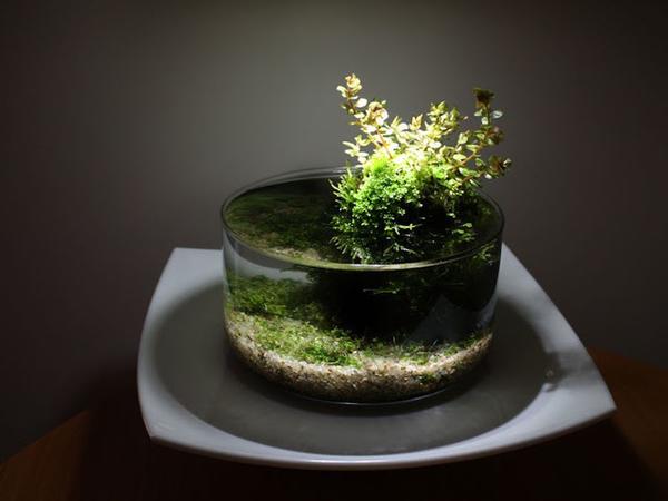 Вабикуса. Фото с сайта nataboa.blogspot.ru