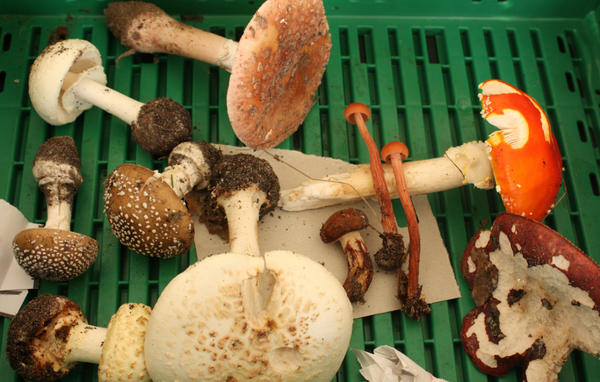 ядовитые грибы фото и название