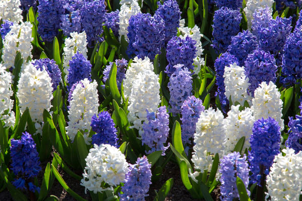 Гиацинт: красивый цветок дождя для вашего сада
