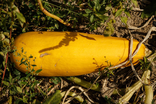 Вызревшие плоды кабачка существенно увеличиваются в размерах и приобретают бурую или желтую окраску