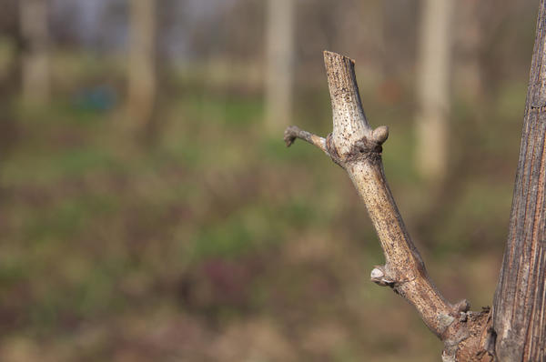 Черенки винограда: заготовка осенью, укоренение зимой
