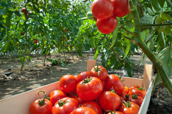 Лучшая почва для томатов: как сделать грядки плодородными. Рекомендации дляразных типов почв